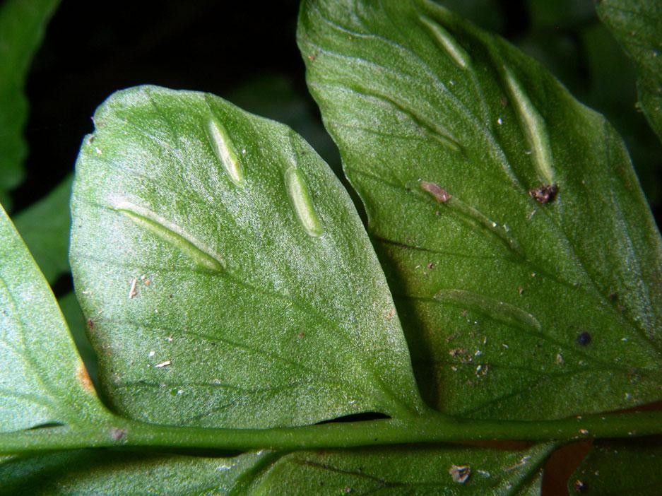 Asplenium riparium leaf