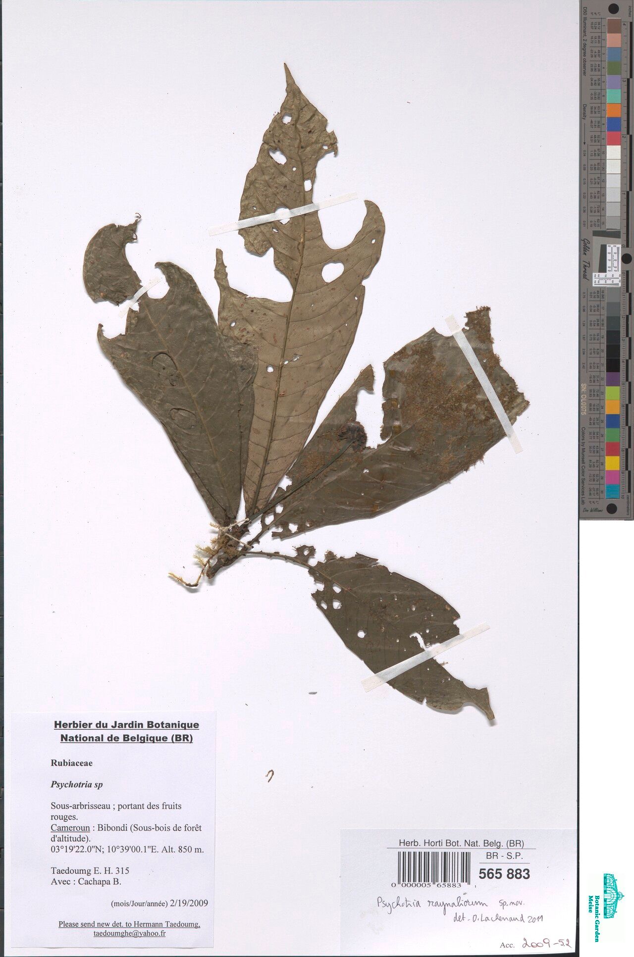 Psychotria raynaliorum — houseplant care guide