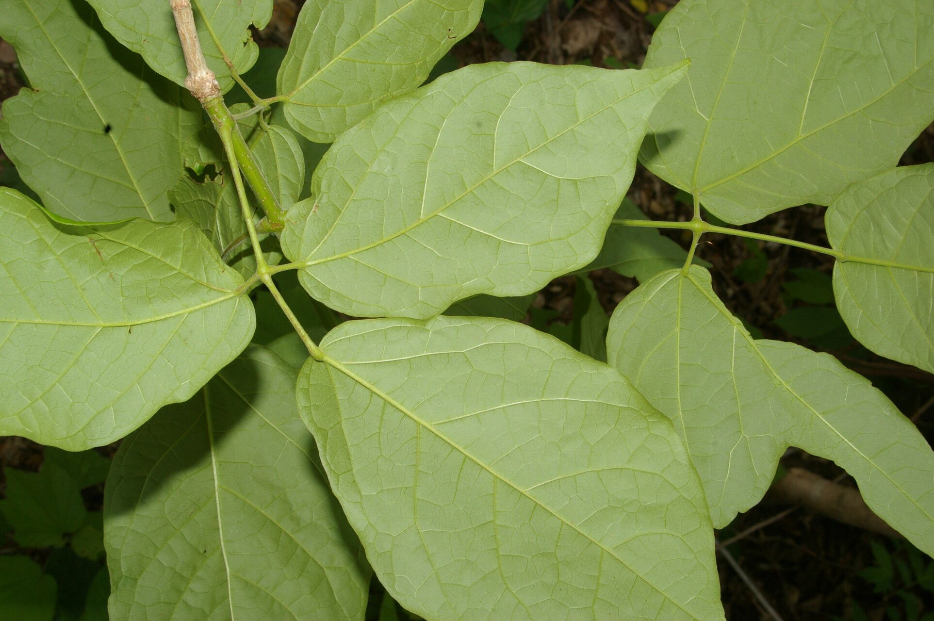 Xylophragma seemannianum leaf