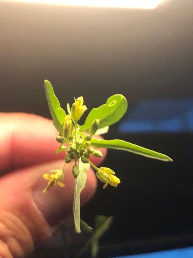Sisymbrium runcinatum leaf