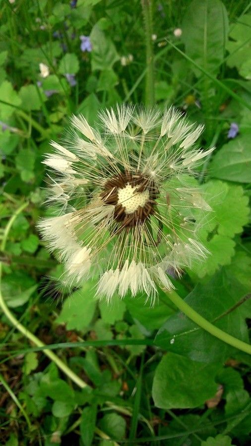 Taraxacum campylodes fruit
