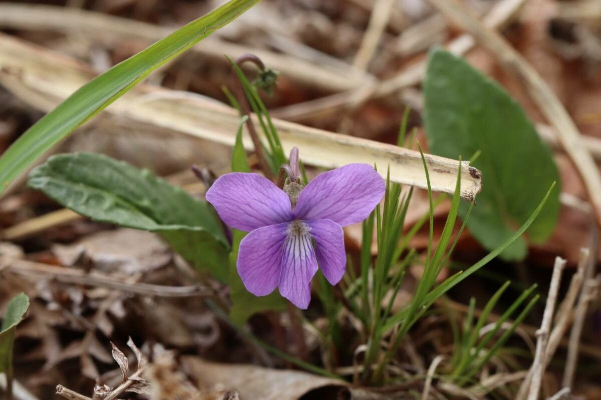 Viola hirtipes — houseplant care guide