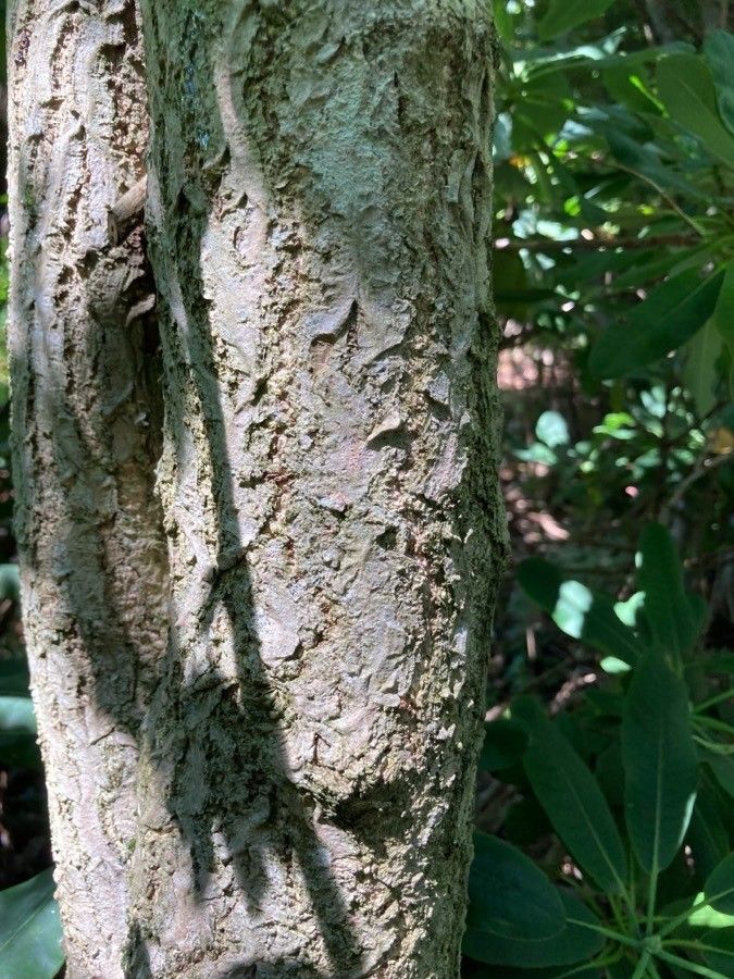 Rhododendron auriculatum bark