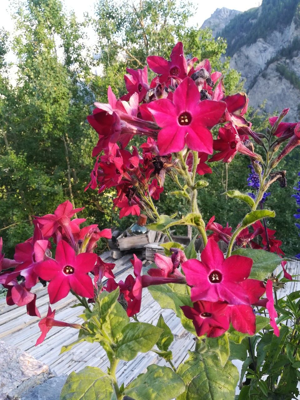 Nicotiana alata flower