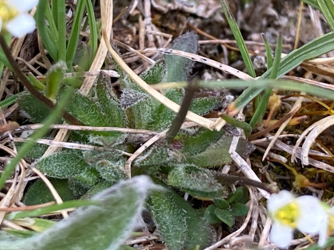 Draba siliquosa — houseplant care guide