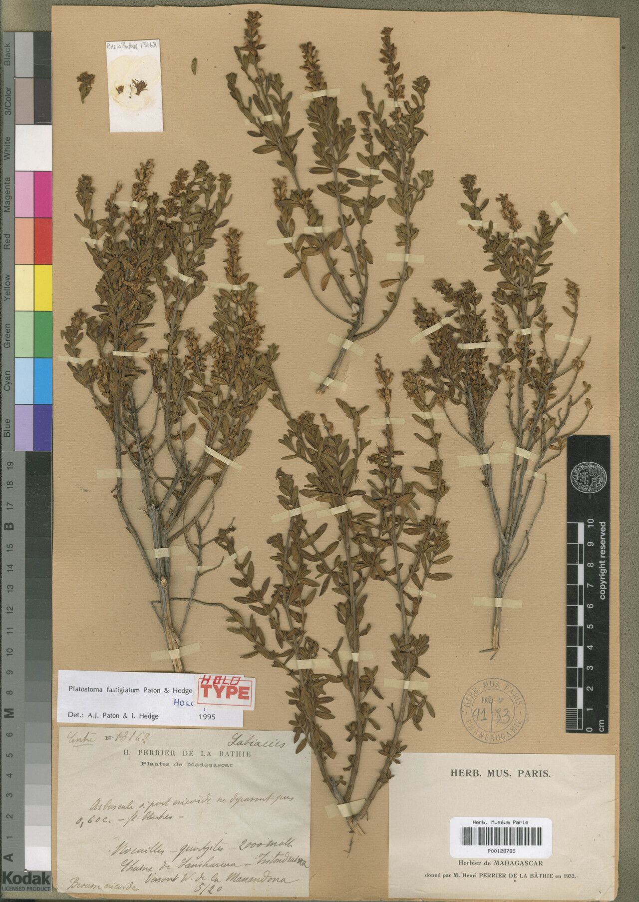 Platostoma fastigiatum — related species from the same genus