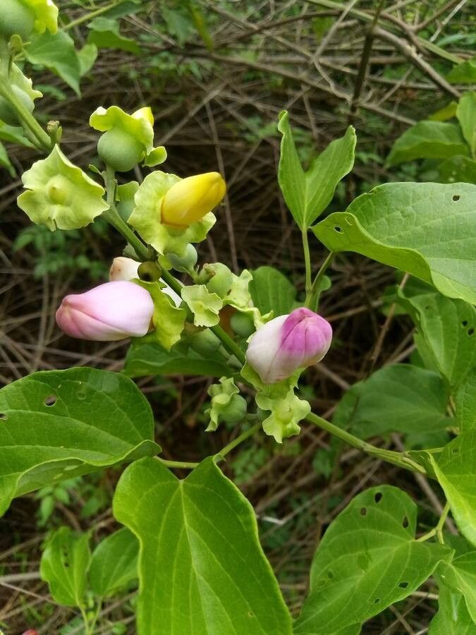 Amphilophium paniculatum flower