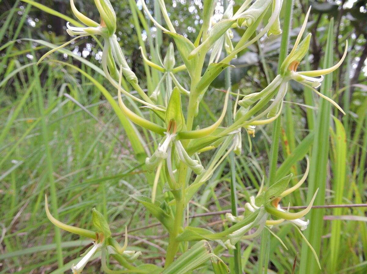 Habenaria holubii — houseplant care guide