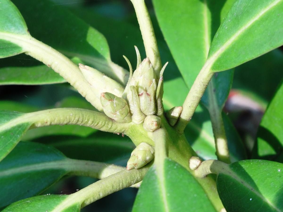 Actinodaphne acuminata fruit