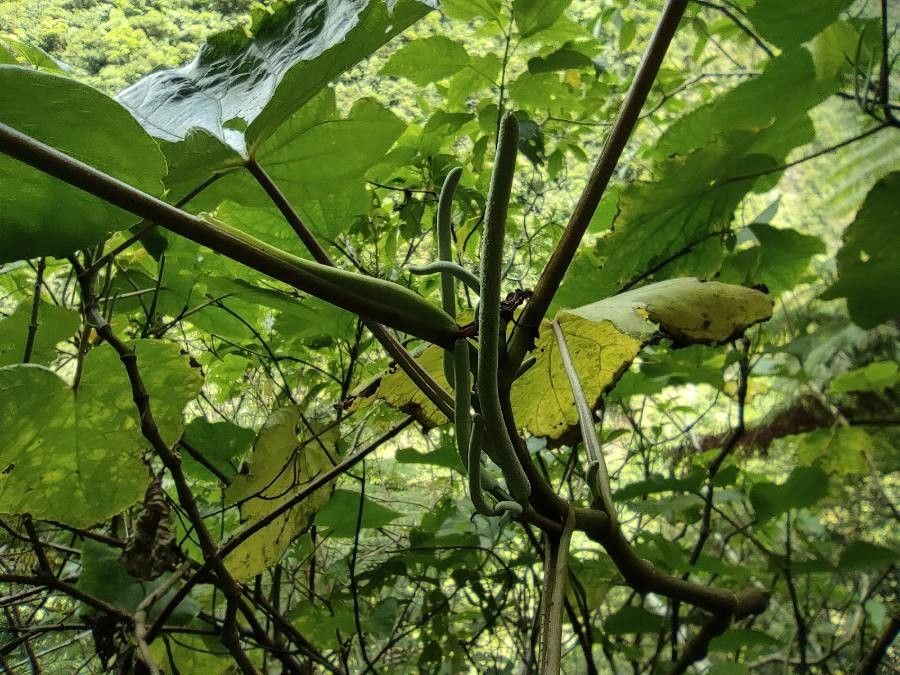 Piper umbellatum fruit