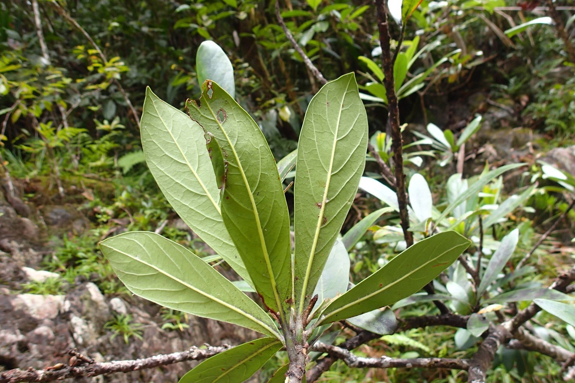 Planchonella saligna leaf