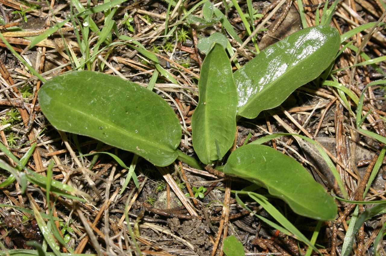 Biarum dispar habit