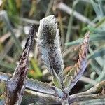 Kalanchoe delagoensis