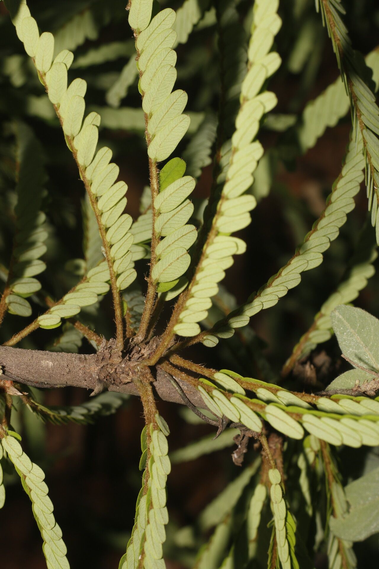 Machaerium cirrhiferum habit