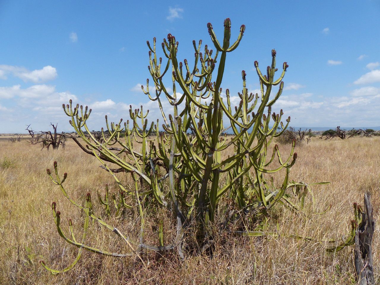 Euphorbia scarlatina habit