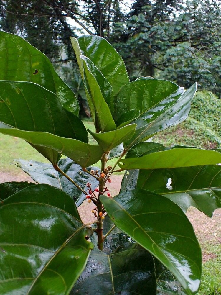 Cola hypochrysea — houseplant care guide