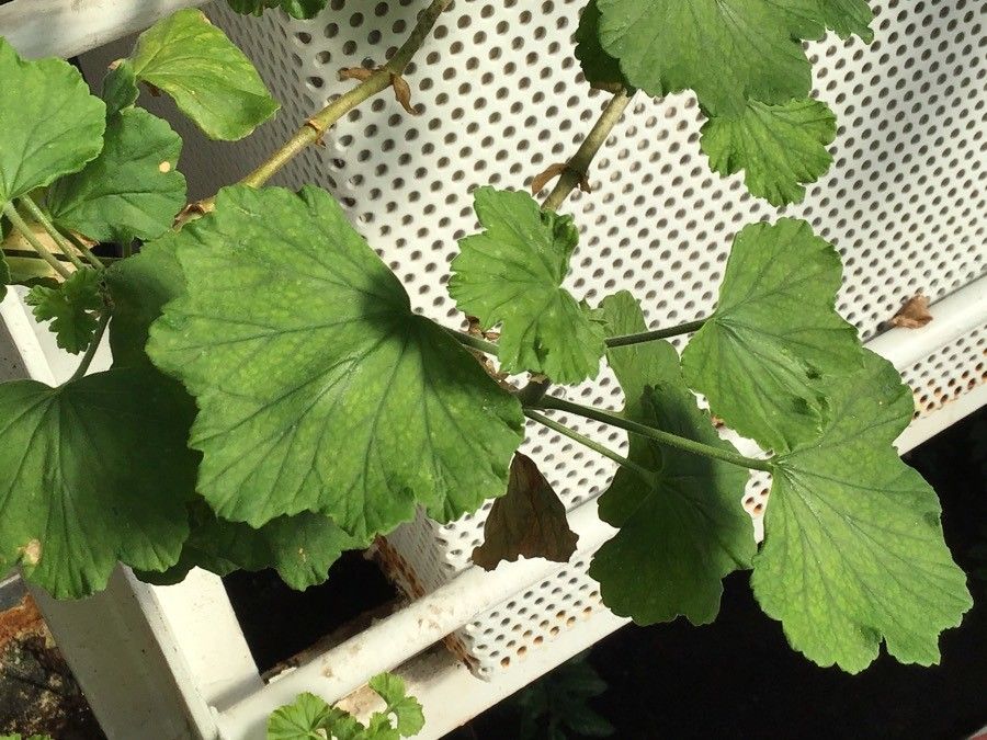 Pelargonium spp. — houseplant care guide