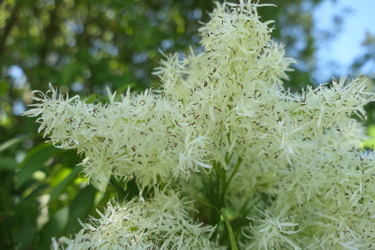 Fraxinus floribunda flower