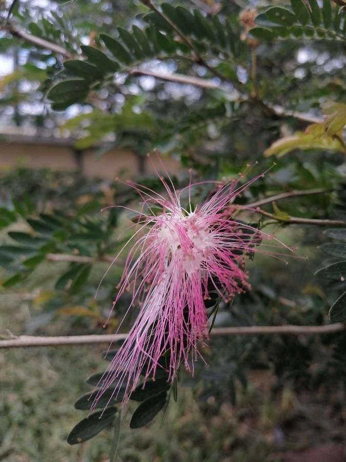 Samanea saman flower