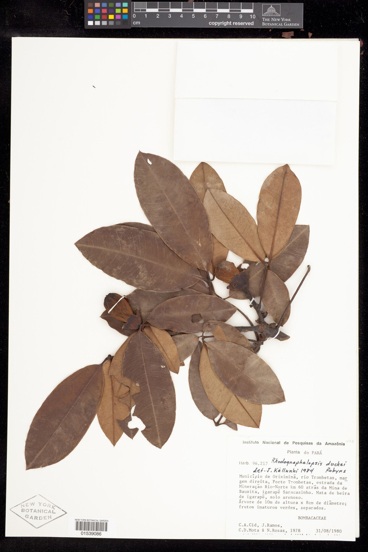 Pachira duckei fruit