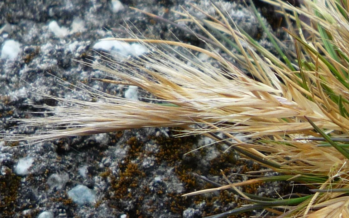 Festuca floribunda flower