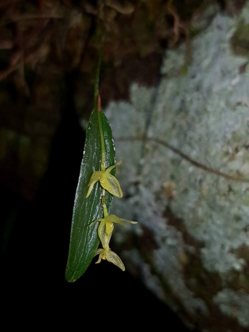 Pleurothallis pruinosa flower