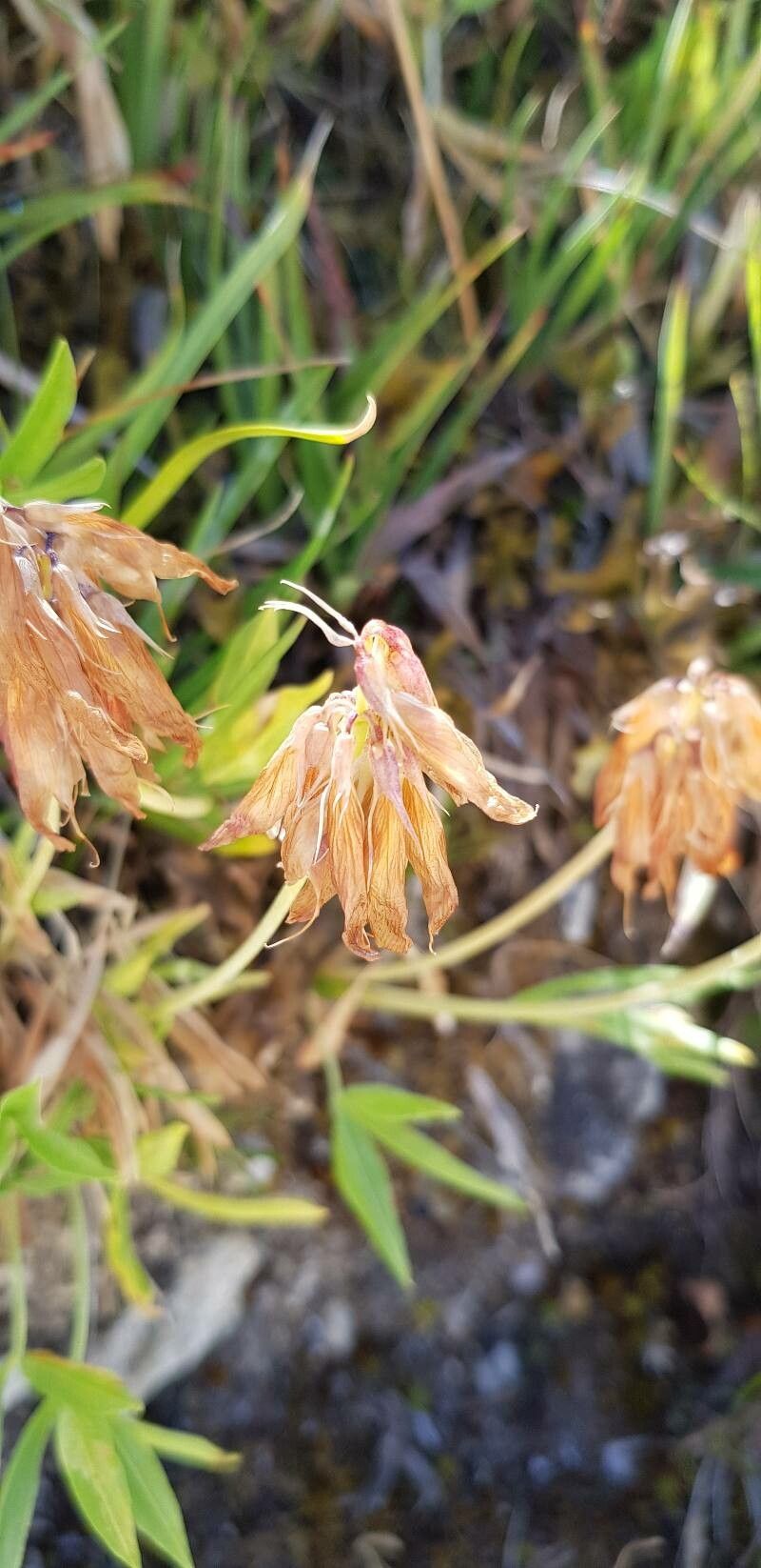 Trifolium alpinum fruit