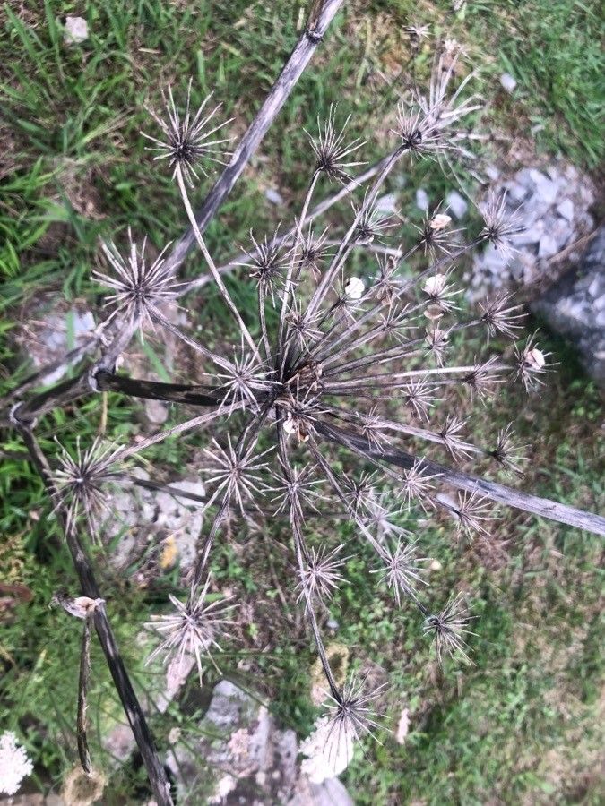 Angelica pachycarpa flower