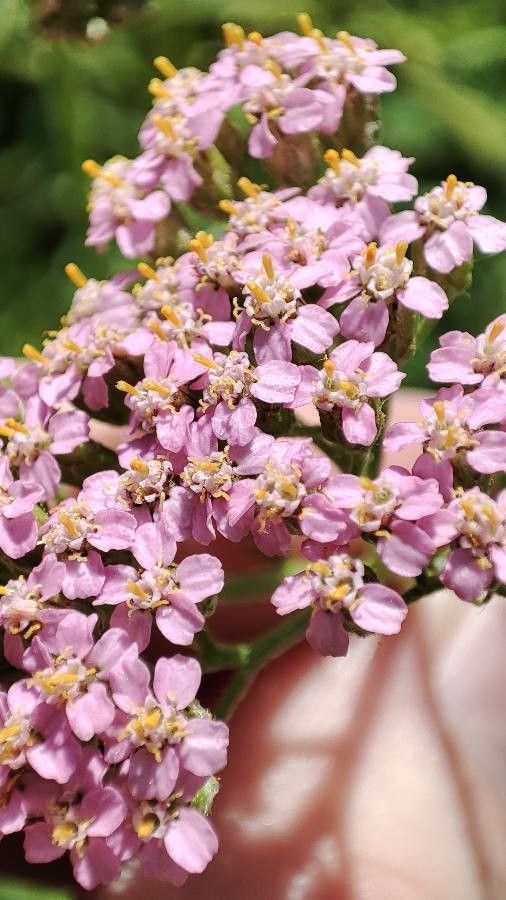 Achillea asiatica flower