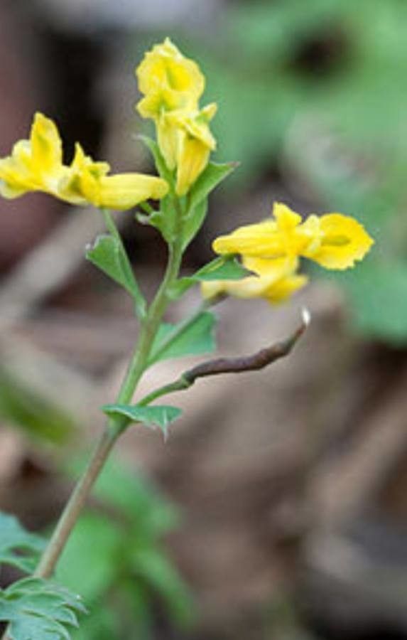 Corydalis flavula flower