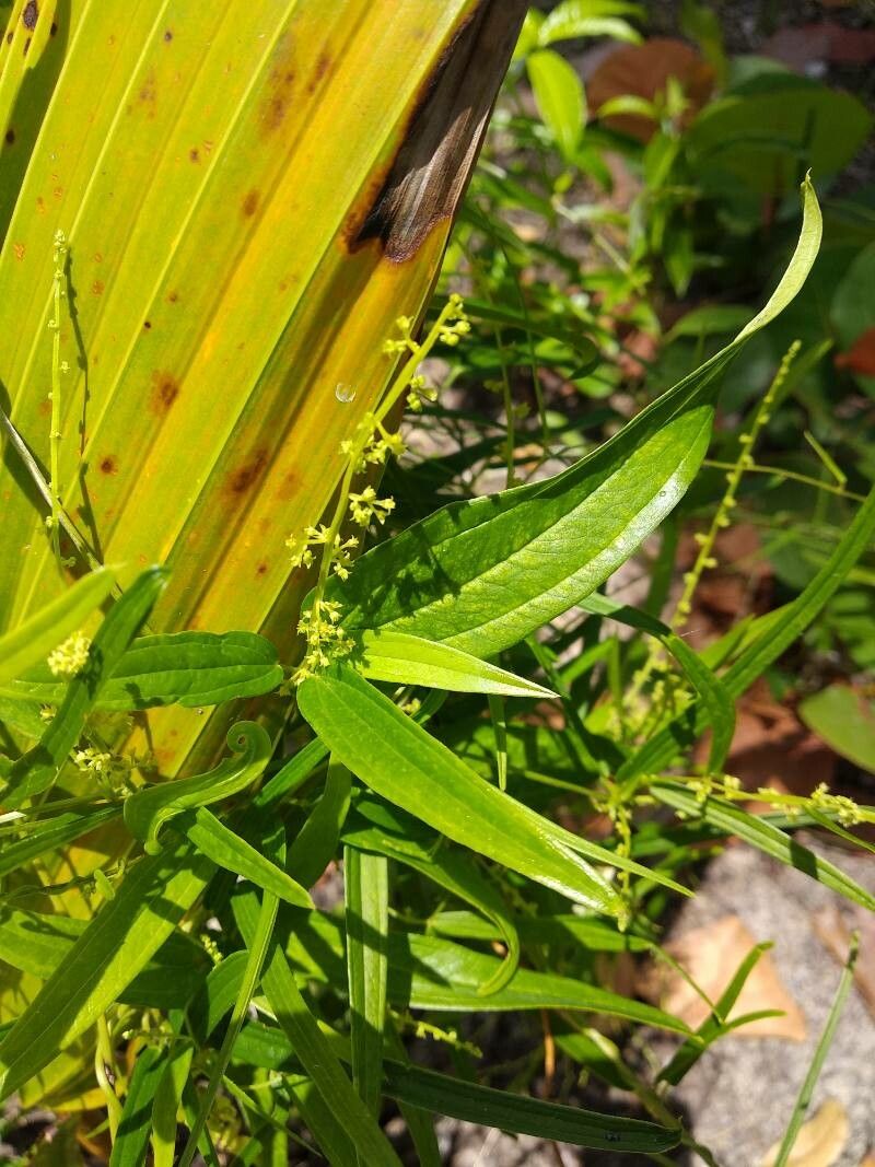 Dioscorea pilosiuscula — search result for 'Dioscorea'