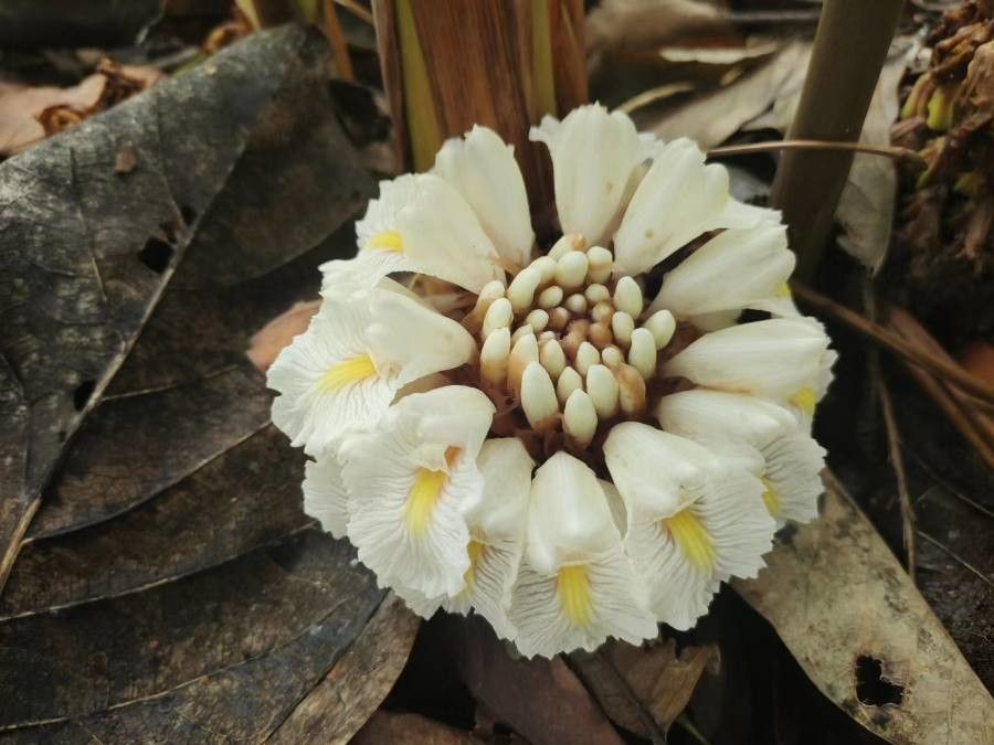 Amomum maximum — related species from the same genus