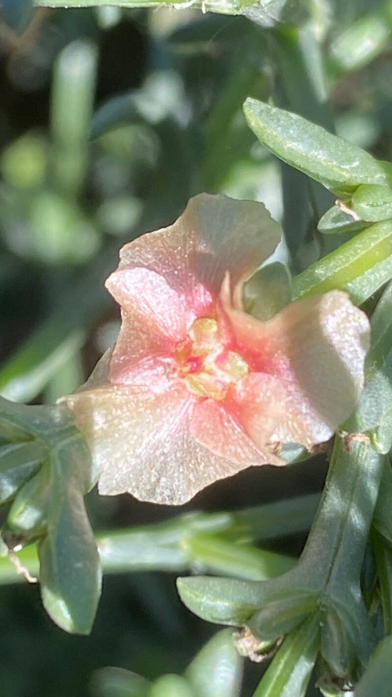 Soda oppositifolia fruit