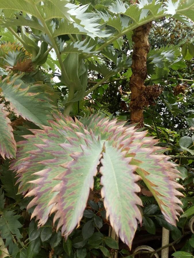 Melianthus major