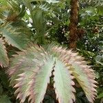 Melianthus major