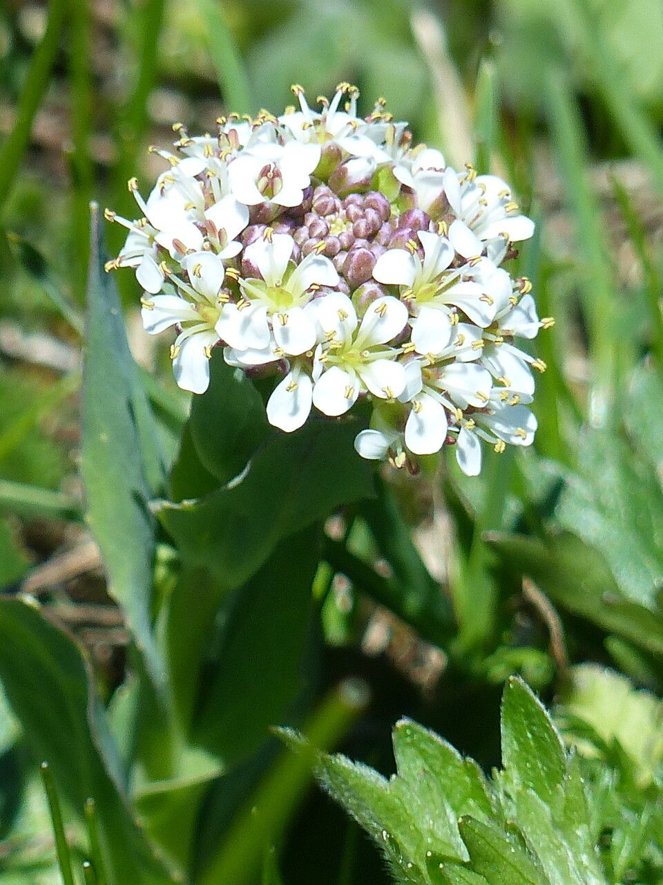 Noccaea brachypetala flower