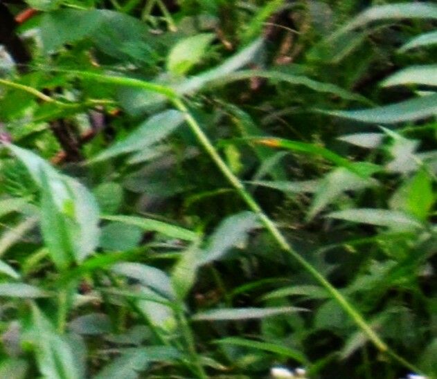 Persicaria barbata leaf