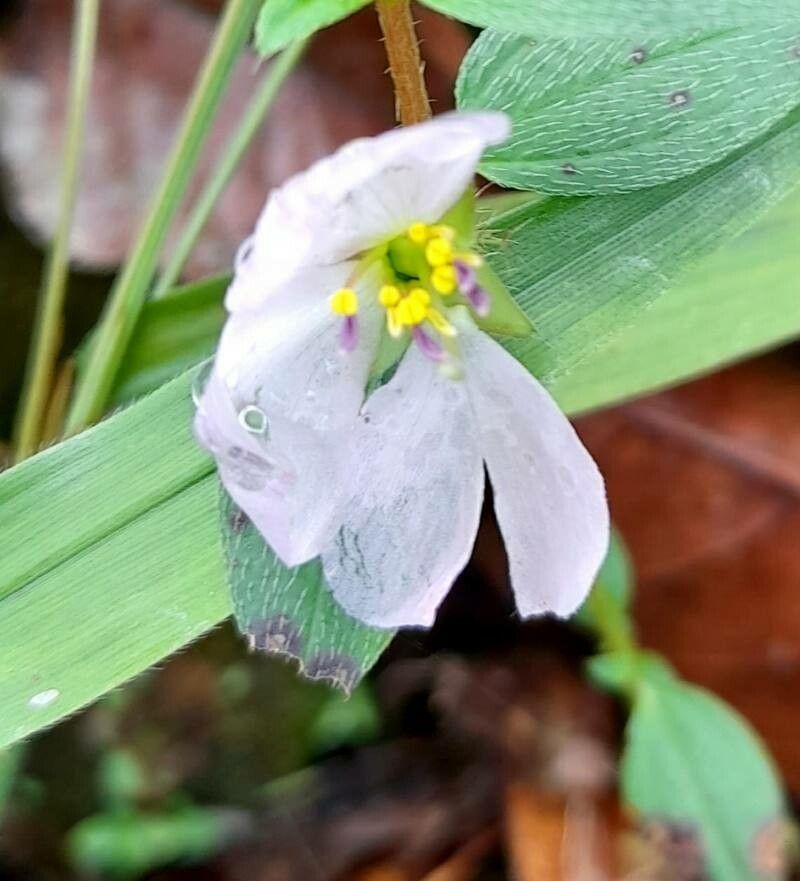 Pterolepis glomerata flower