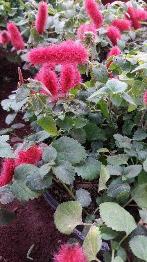 Acalypha macrostachya habit