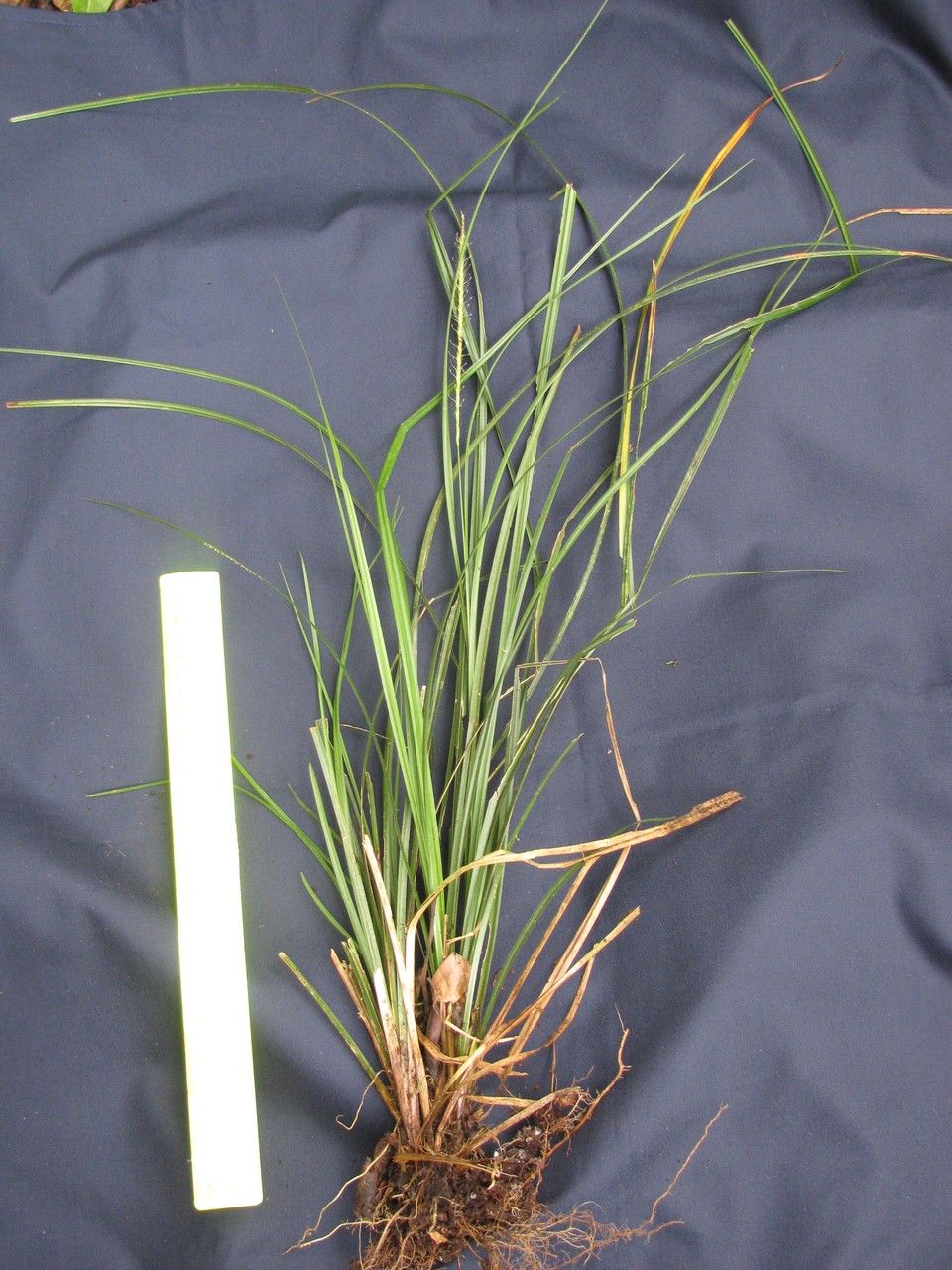 Uncinia hamata other