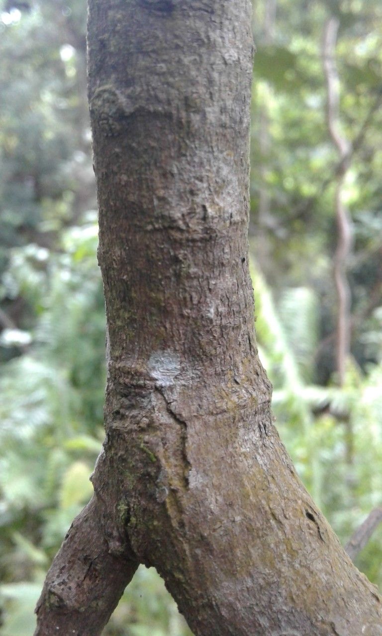 Macaranga boutonioides bark