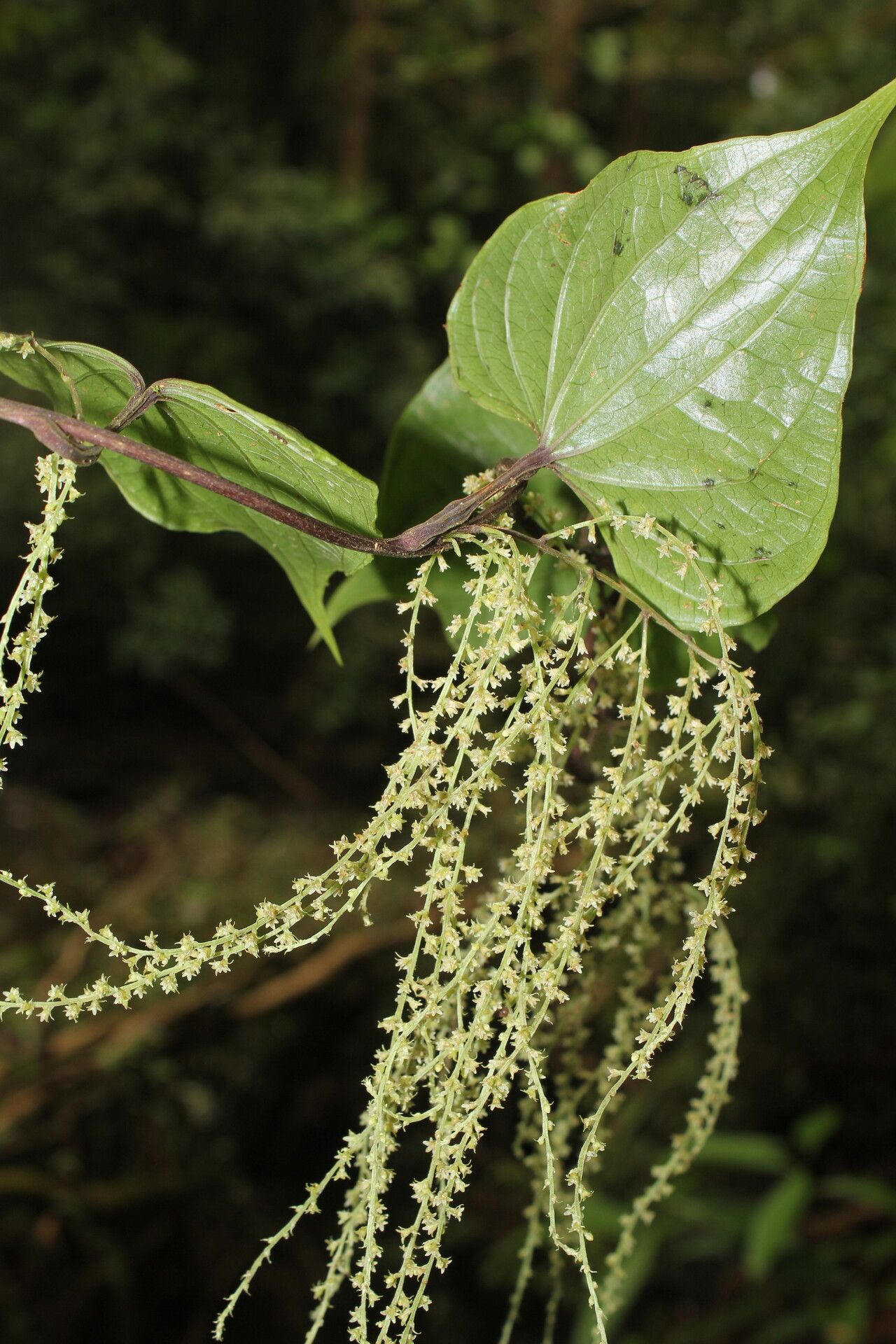 Dioscorea matagalpensis flower