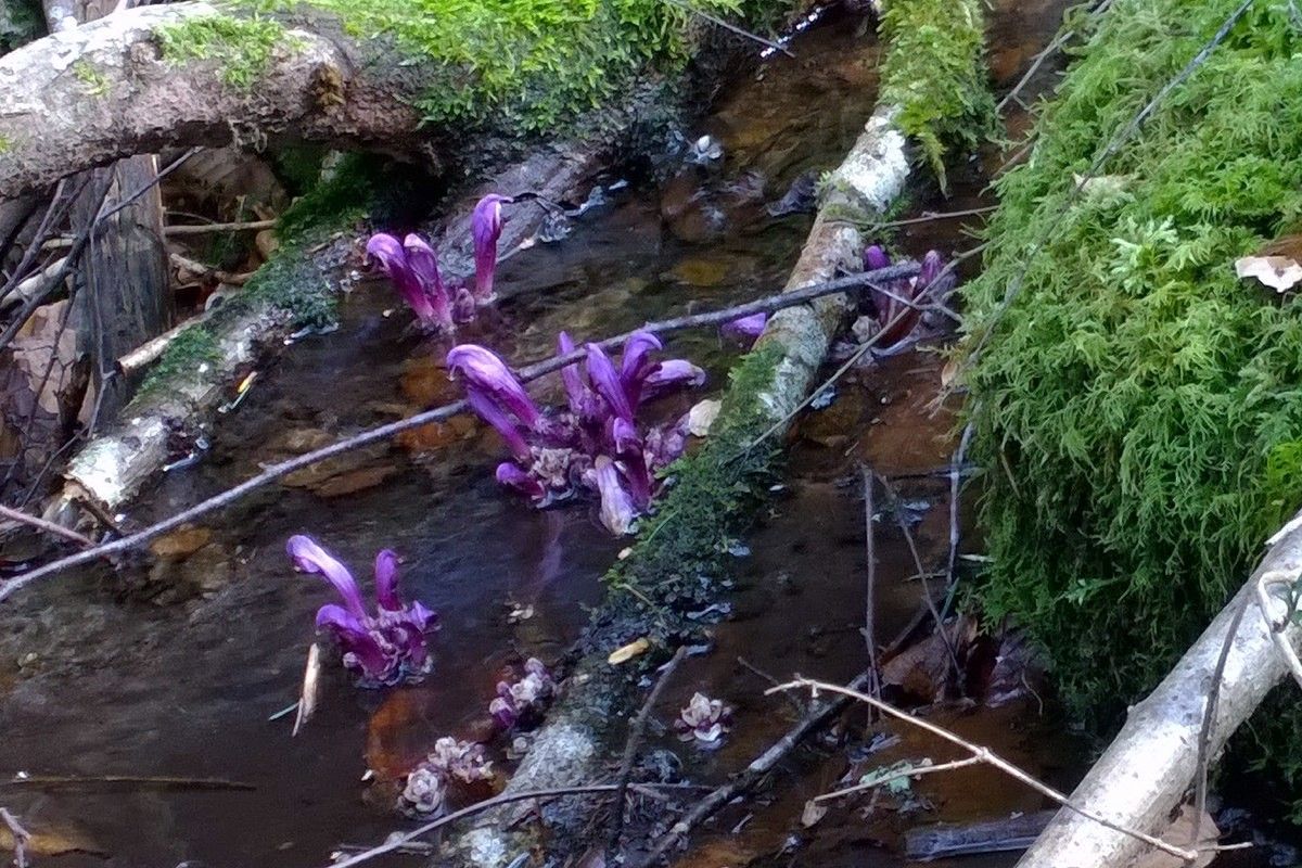 Lathraea clandestina flower