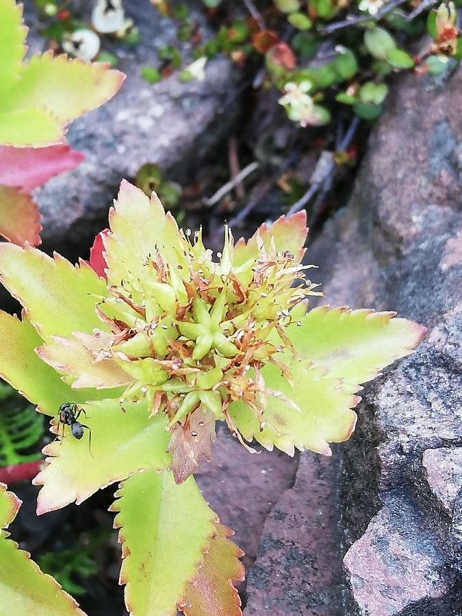 Phedimus aizoon fruit