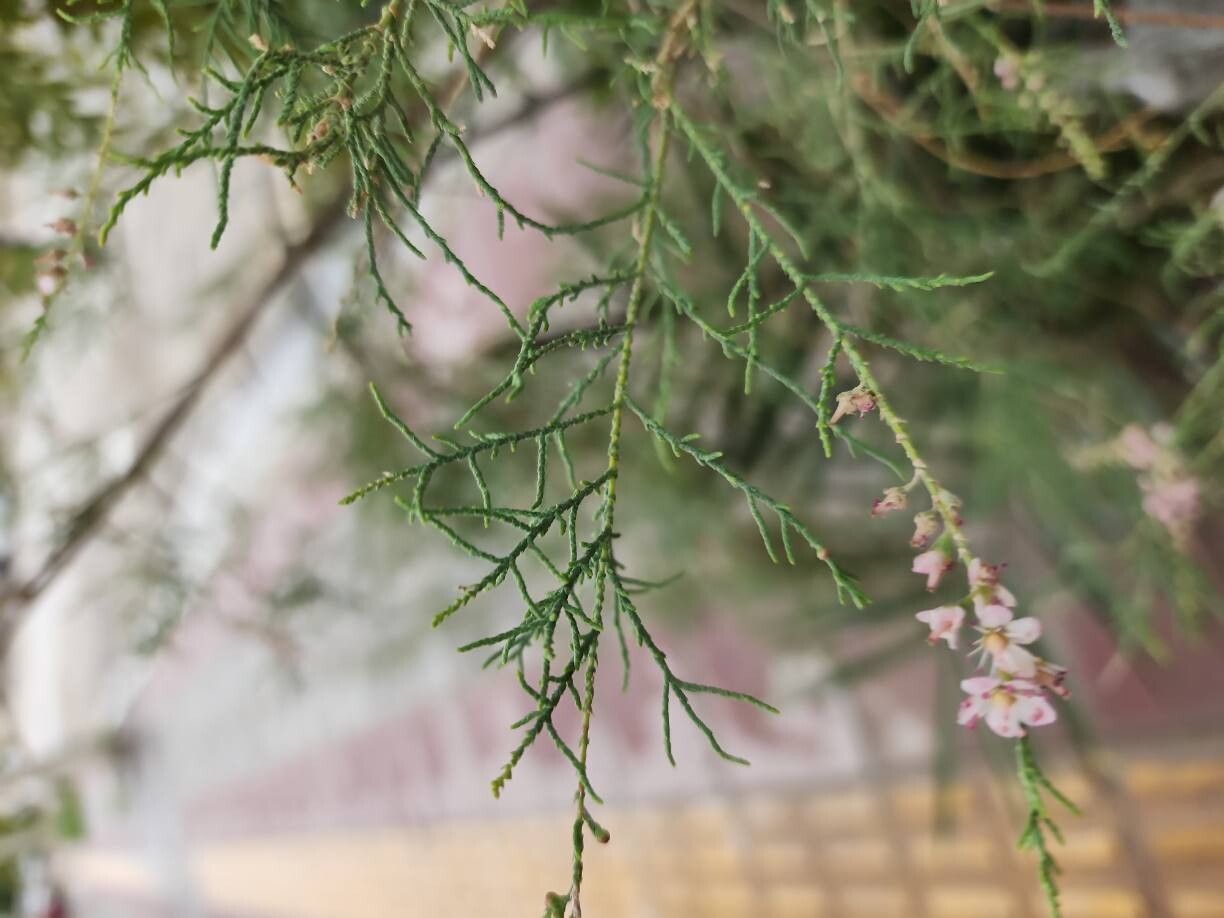 Tamarix passerinoides — search result for 'Tamarix'