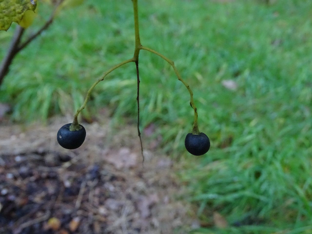 Meliosma flexuosa fruit