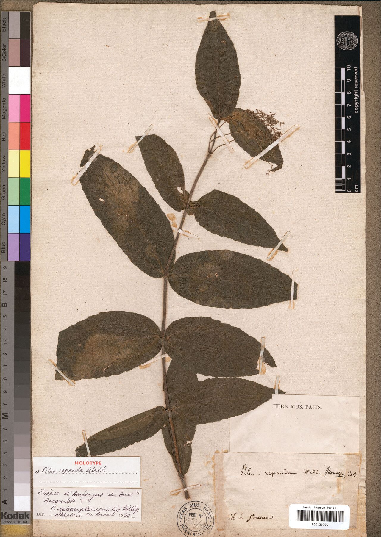 Pilea repanda — search result for 'Pilea'