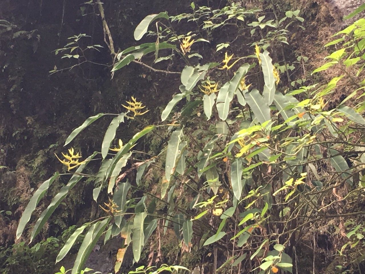 Heliconia clinophila habit