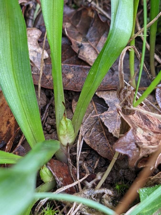 Colchicum longifolium fruit