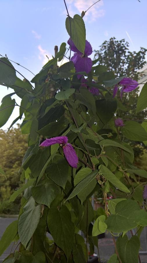 Dalechampia dioscoreifolia flower